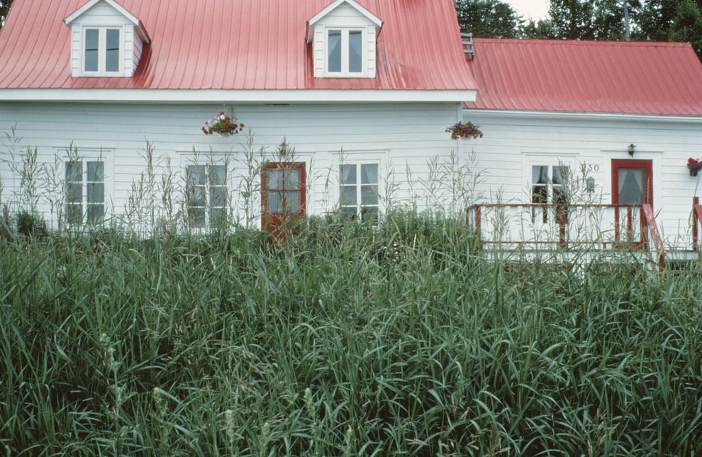 Exterior of house with tall grass